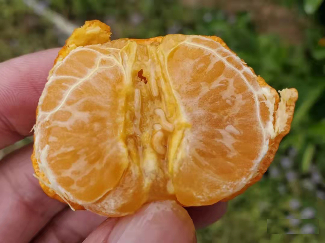 灰象虫-柑橘病虫害诊断-图片